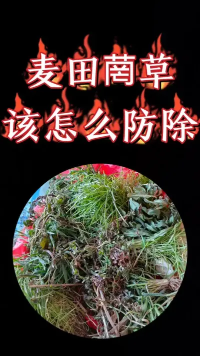 小麦田菵草硬草阔叶草一套解决#小麦种植 #小麦除草剂 #小麦管理 #农资肥料 #小麦高产技术