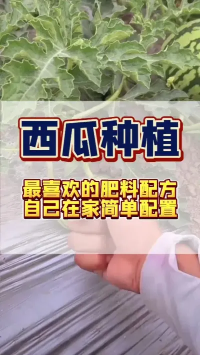 #西瓜种植 #西瓜管理 #施肥 西瓜最喜欢的肥料，你知道是什么吗？