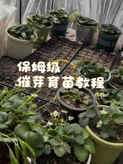 😅春播开始啦，跟上节奏夏天才能硕果累累哦！#阳台种菜 #关注我一起学种菜 #催芽方法 #育苗 #盆栽小番茄