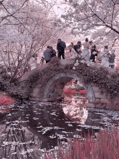 那时的我和你 常常相约在樱下.#樱花