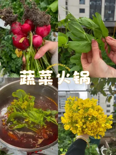 露天阳台原来还可以这么用！从青菜到配料，现吃现摘，卖菜嬢嬢都挣不到我的💰哈哈#阳台种菜 #日常vlog #火锅 #我的小菜园 #自己种的纯天然的绿色蔬菜