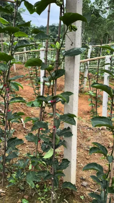 就这样花苞连贯，座果连贯，你的产量还会差吗！#百香果种植技术 #钦蜜9号百香果 #黄金百香果种植技术 #黄金百香果苗 #百香果管理