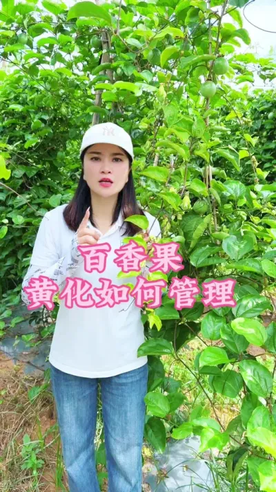 百香果黄化问题如何治疗？#乡村守护人 #百香果#我的乡村生活 #抖音助农#三农@抖音小助手 @DOU+小助手