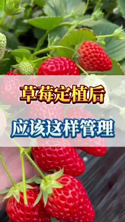 草莓定植后，应该这样管理#草莓育苗技术交流 #草莓种植技术交流 #草莓种苗