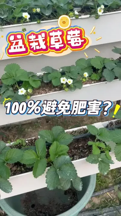 家庭盆栽草莓，盆栽蓝莓，用肥100%避免肥害的小手段，你轻松做到#草莓#盆栽草莓#盆栽蓝莓#家庭种植 #楼顶果园