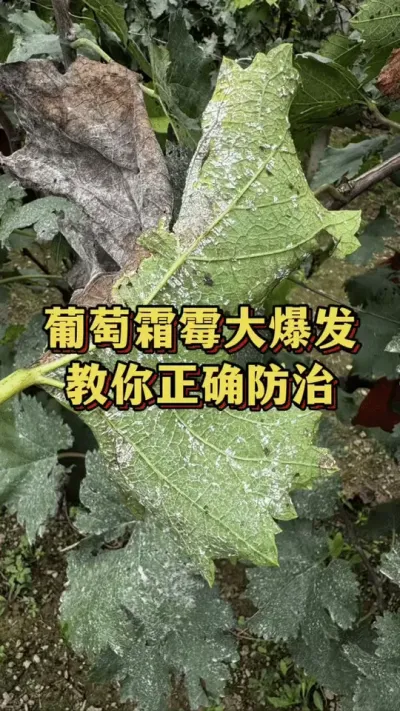 葡萄霜霉大爆发，教你正确防治#葡萄种植 #种植小技巧