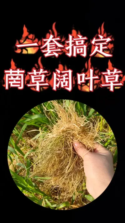 小麦田菵草硬草阔叶草一套都搞定，安全性高，死草彻底#农资肥料 #小麦 #除草剂 #三农种植 #小麦种植