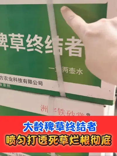 水稻田难除稗草一扫光 打匀打透喷到根喷到茎，死草烂根铁砂掌#水稻种植 #水稻 #水稻除草 #铁砂掌除草剂 #农资肥料