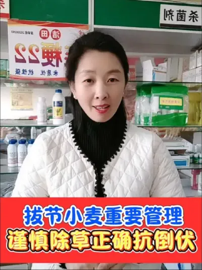 早播旺长小麦已经拔节，及时喷施综合防治，正确合理的使用除草剂和控旺抗倒产品#农资肥料 #三农种植 #小麦 #小麦种植 #病虫害防治用药方案