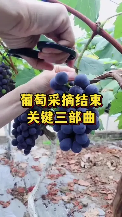 葡萄采摘结束后，关键三部曲#农业种植 #三农 #葡萄种植