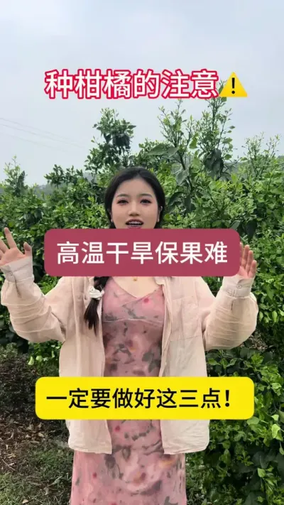 柑橘花少，花期又遇高温干旱，花期大大缩短！一定要做好这几件事！#柑橘种植 #果树管理 #国光贝能方案