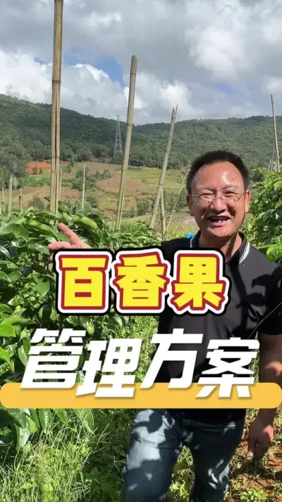 种植百香果，要有一套成熟的种植管理方案，才能种好。#百香果#农业技术推广#农业种植#农业服务