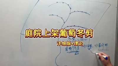 灵魂画师之&mdash;&mdash;&mdash;庭院上架葡萄应该怎么冬剪？超详细版本#葡萄冬剪#庭院葡萄 #干货分享 #楼顶果园 #原创视频