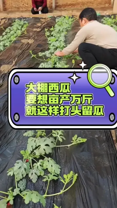 ##西瓜种植 ##增产增收才是硬道理 ##病虫害防治