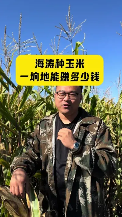 海涛种玉米，一垧地能赚多少钱？ #农业种植 #知识分享 #知识科普 #传播正能量 #种植小技巧
