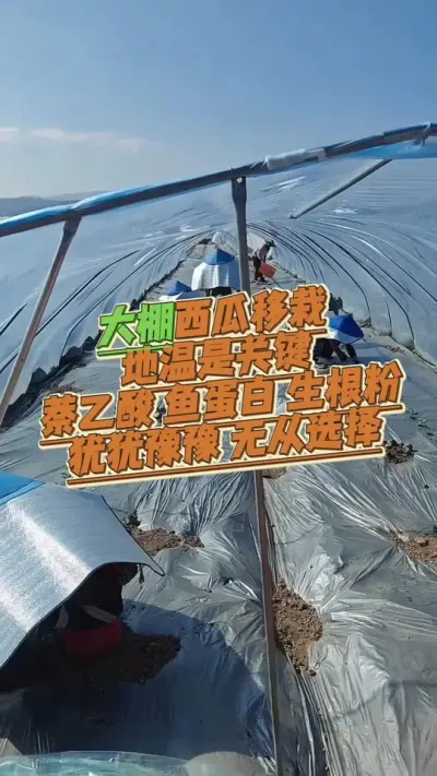 #西瓜种植 #生根壮苗#病虫害防治