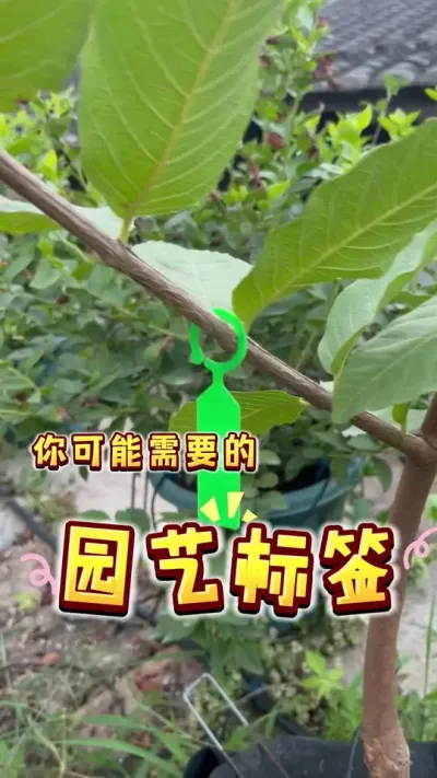 这个实用的园艺标签，你可能需要～再也不怕忘记品种啦#盆栽果树#楼顶果园 #种植小技巧 #家庭种植 #内容启发搜索