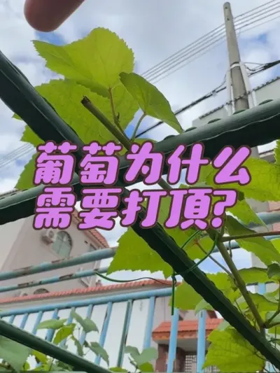 葡萄为什么需要打顶？葡萄打顶的作用是什么。#葡萄打顶 #葡萄摘心
