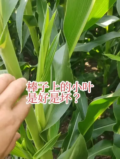 #来抖音学农技#2025新农人计划 #玉米马耳朵 这个小叶大家不用担心没啥好坏，正常对待就行。