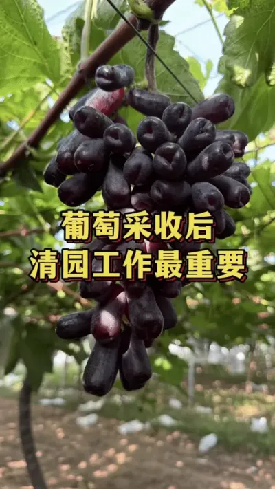 葡萄采收后，清园最重要#优质农产品 #农业种植 #三农