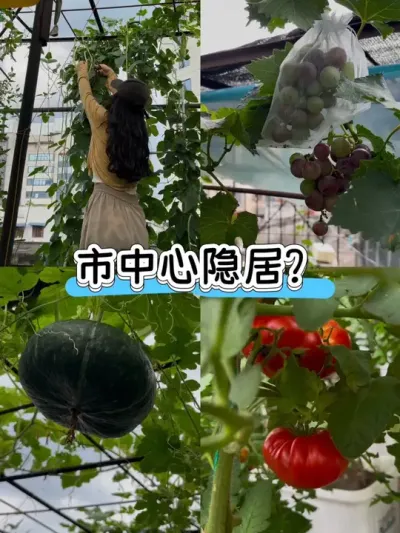谁说只有回乡下才能体验隐居生活？#阳台种植 #新鲜采摘 #种植小技巧 #露台菜园 #日常vlog