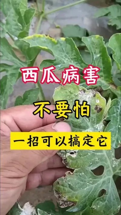 #西瓜种植 #病虫害防治 #西瓜病害 #西瓜种植技术 #大棚西瓜