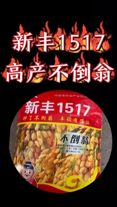 不倒翁新丰1517号，抗倒一流产量高，早熟出米率高，直播洁田粳稻#农资肥料 #农业种植技术 #水稻 #水稻种植 #高产水稻品种