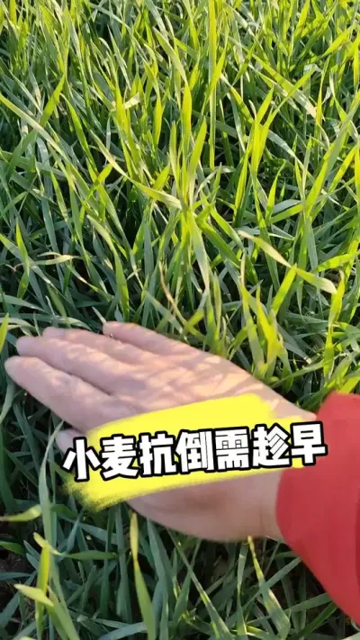 密度大小麦控旺防倒需趁早 #小麦种植 #小麦管理 #小麦控旺 #农资肥料 #三农种植