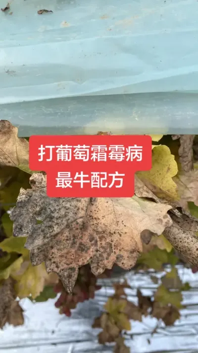 打葡萄霜霉病最牛配方#葡萄霜霉病#葡萄种植#葡萄病害