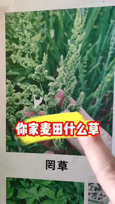 小麦田杂草名称识别 #小麦 #小麦种植 #小麦除草剂 #小麦除草 #农资肥料