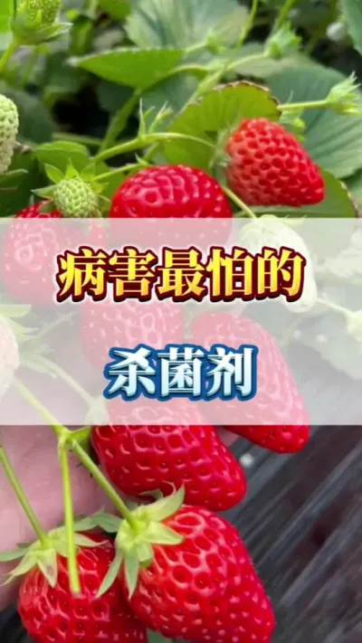 病害最怕的杀菌剂 #草莓管理 #草莓苗种苗 #病害防治