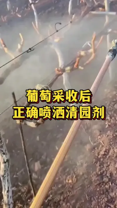 葡萄采收后，正确喷洒清园剂#农业种植 #三农 #葡萄种植