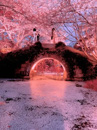 这么浪漫的樱花 一定会艾特最漂亮的她来看#樱花 #想约你去淋一场樱花雨 #樱花🌸