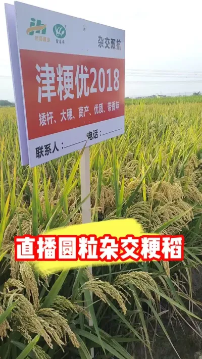 可以直播机插秧的正宗圆粒洁田杂粳#水稻种植 #水稻种子 #水稻品种 #农业种植 #吴平农资