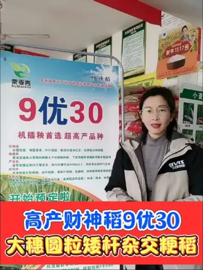 矮将军财神稻☞9优30，早熟圆粒杂交粳稻，抗倒抗病产量高，机插秧手栽都适宜，强力推荐#三农种植 #农资肥料 #水稻种植 #高产水稻 #9优30