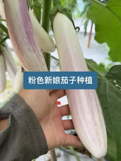 历时151天，从种子到收获，粉色新娘茄子的种植全过程 #三农 #种植小技巧 #茄子🍆 #我的乡村生活