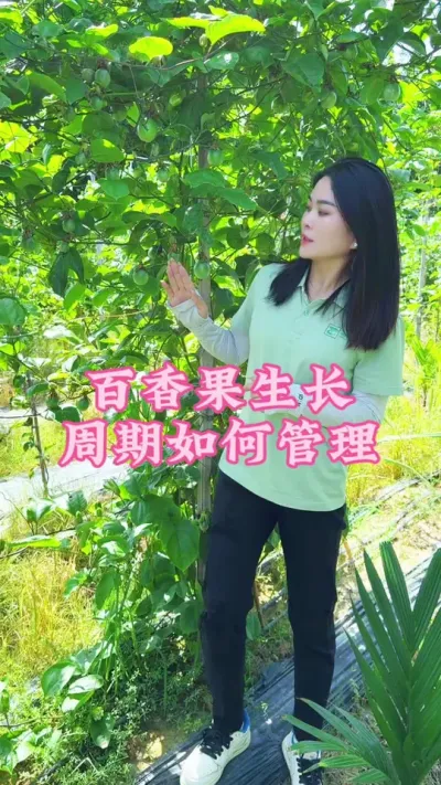 百香果生长周期我们该如何管理！#乡村守护人 #我的农村生活 #三农 #助农 #百香果 @抖音小助手 @DOU+小助手