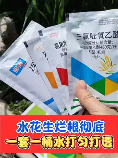 一套搞定水花生，死草烂根烂节不反弹 一套一桶水，打匀打透打仔细，水花生连根烂掉不反弹，剂量足，效果好！#除水花生 #水花生专杀套餐 #水花生 #除草剂 #农资肥料