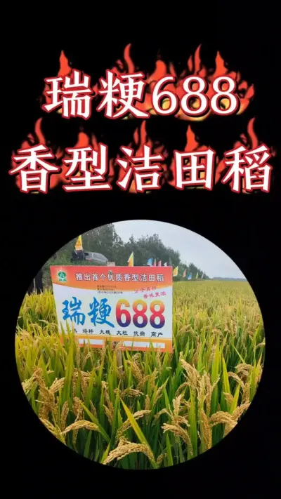 优质浓香型洁田粳稻☞瑞粳688，早熟大穗出米率高，省工易管产量高#农资肥料 #水稻种植 #高产水稻种子 #水稻 #瑞粳688