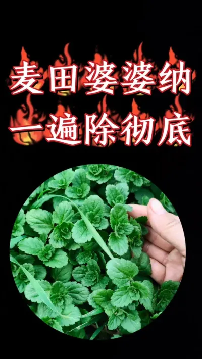 小麦田婆婆纳就用麦狄，封杀双效死草彻底#农资肥料 #小麦 #三农种植 #小麦种植 #小麦除草剂