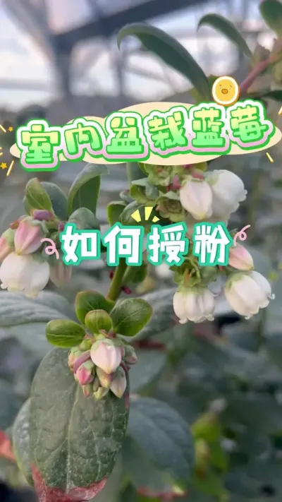 家庭种植在室内的蓝莓，应该怎么授粉？没风没蜜蜂🐝的话&hellip;&hellip;#盆栽蓝莓#蓝莓#楼顶果园 #阳台种植 #内容启发搜索