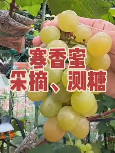 寒香蜜转色成熟了，摘一串下来尝尝咸淡，测一下糖度看看属于什么水平？#盆栽寒香蜜#盆栽葡萄#糖度检测