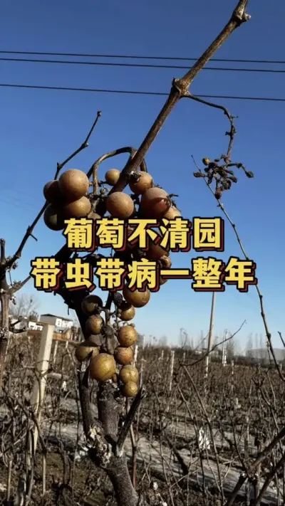 葡萄不清园，带虫带病一整年#葡萄 #优质农产品 #农业种植