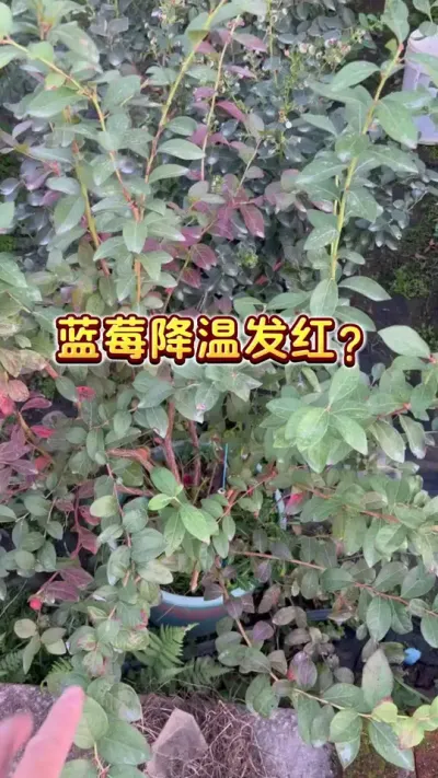 你的蓝莓红了？#蓝莓#盆栽蓝莓 #楼顶果园 #家庭种植