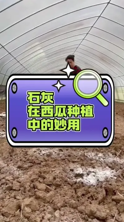 #增产增收才是硬道理 #病虫害防治 #西瓜种植