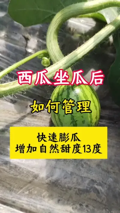 #种西瓜#西瓜种植#西瓜种植技术#大棚西瓜#西瓜增甜