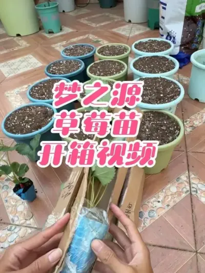 梦之源草莓苗开箱以及定植。最高温度35度硬种草莓抢跑？#盆栽草莓#草莓苗开箱