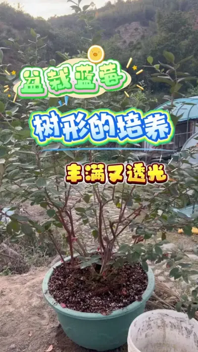 家庭种植盆栽蓝莓树形塑造，通风透光#蓝莓 #盆栽蓝莓#楼顶果园 #家庭种植 #小院种植