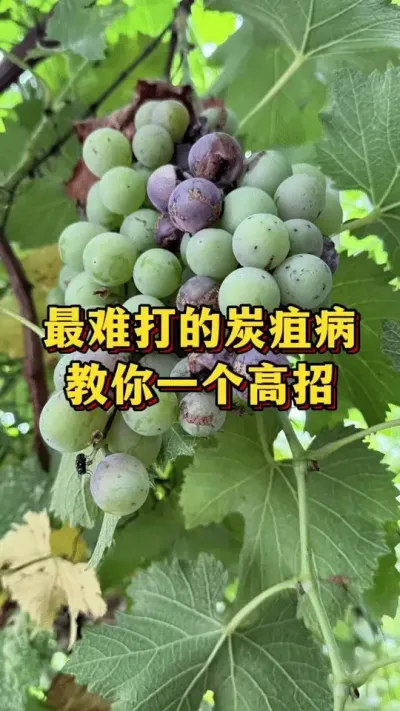 最难打的炭疽病，教你一个高招#优质农产品 #三农种植