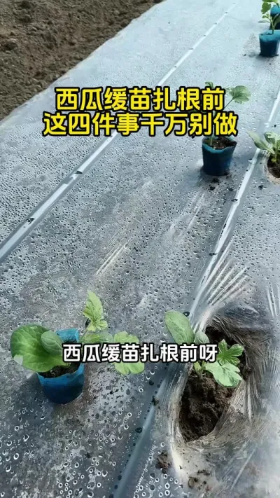 #西瓜种植#西瓜管理#西瓜种植技术